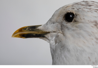 Common gull Larus Canus beak mouth 0005.jpg